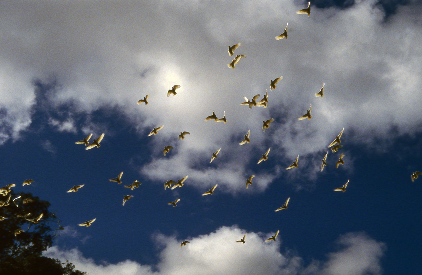 Birds