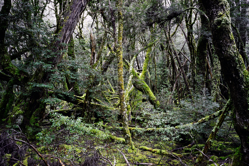 Forest, 2006